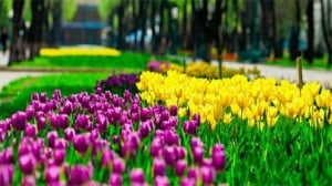 Voyage en Ukraine. Un vrai royaume des tulipes dans le parc dendrologique de Kirovograd