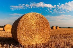 Ukraine is among the TOP-3 exporters of agricultural products to the European Union
