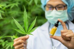 Cannabis plantation worth $400,000 discovered in southern Ukraine