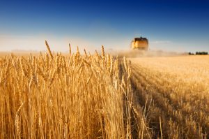 Ukraine becomes the world’s second largest exporter of grain
