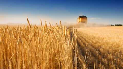 Ukraine becomes the world's second largest exporter of grain
