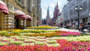 <strong>Dutch florists сlaim to stop russian weapons with tulips</strong>