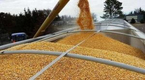 Ukraine proposes to create a special fund to buy grain